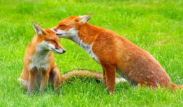 小狐狸视频,探秘森林精灵的奇幻生活